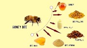 Bee Products / মৌমাছি পণ্য সমুহ
